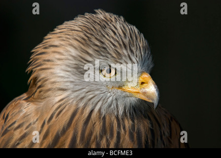Nahaufnahme eines Red Kite Stockfoto