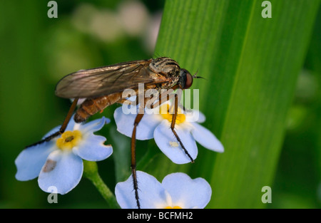 Tanzen Sie fliegen Empis Livida männlichen auf Wasser vergessen Sie mich nicht Myosotis scorpioides Stockfoto