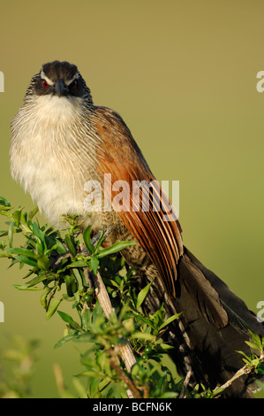 Stock Foto Nahaufnahme einer Senegal erholsam, Serengeti Nationalpark, Tansania, Februar 2009. Stockfoto