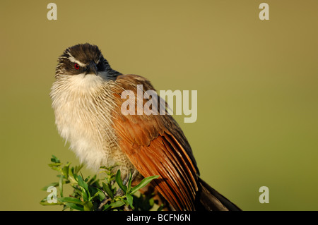 Stock Foto Nahaufnahme einer Senegal erholsam, Serengeti Nationalpark, Tansania, Februar 2009. Stockfoto