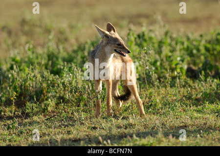 Stock Foto von einem Black-backed Schakal auf die kurze Grasebenen der Ndutu, Tansania, Februar 2009. Stockfoto