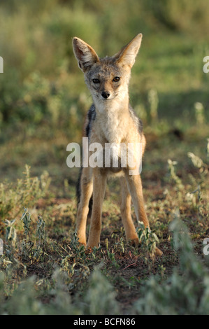 Stock Foto von einem Black-backed Schakal auf die kurze Grasebenen der Ndutu, Tansania, Februar 2009. Stockfoto