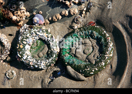 Seeanemonen in sand Stockfoto