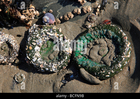 Seeanemonen in sand Stockfoto