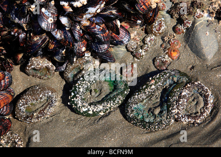 Seeanemonen in sand Stockfoto