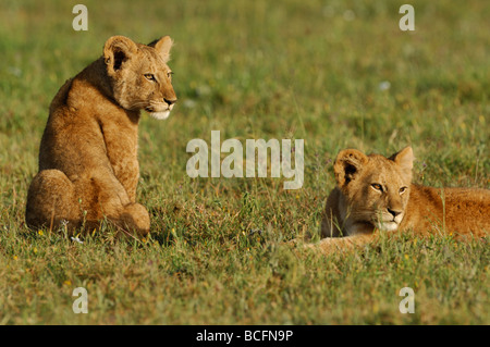 Stock Foto von zwei Löwenbabys ruht in der Wiese zusammen, Serengeti Nationalpark, Tansania, Februar 2009. Stockfoto