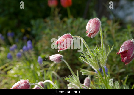 "Röde Klokke' Pasque flower, Backsippa, (Pulsatilla vulgaris) Stockfoto