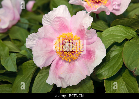 Baumpäonie, Buskpion (Paeonia suffruticosa) Stockfoto