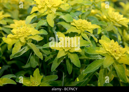 Kissen, Gulltörel Wolfsmilch (Euphorbia epithymoides) Stockfoto