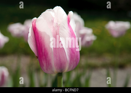 "Ollioules "Darwin Hybrid Tulip, Darwinhybridtulpan (Tulipa gesneriana) Stockfoto