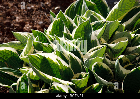 'Francee' Hosta, Funkia (Hosta undulata) Stockfoto