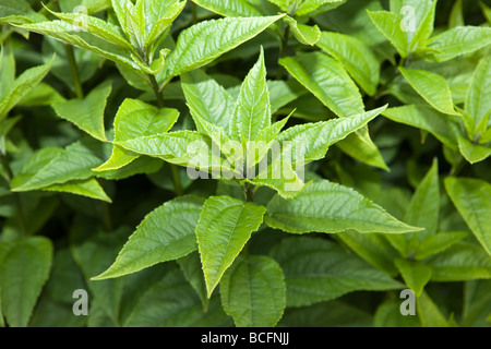 Fröhliche Sonnenblume (Helianthus x laetiflorus Präriesolros) Stockfoto