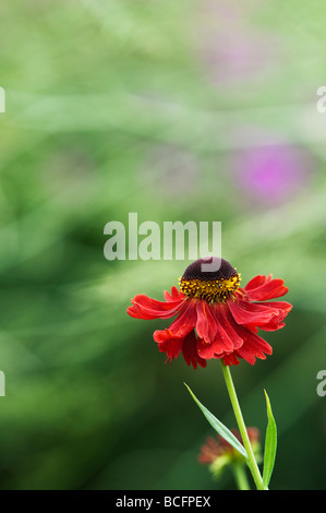 Helenium 'Moerheim Beauty'. Sneezeweed Blume Stockfoto