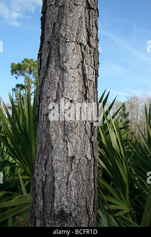 Nahaufnahme der Longleaf Kieferrinde, Florida. (Pinus Palustris) Stockfoto