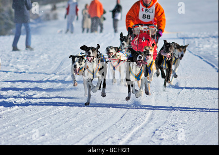 Ein Team von Greyster Schlittenhunde in Aktion, läuft auf die Kamera. Stockfoto