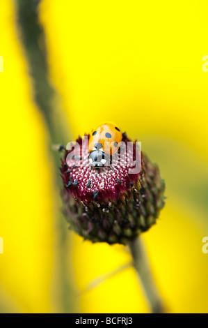 Marienkäfer auf einem Cirsium rivulare atropurpureum, ornamentalen Thistle Stockfoto