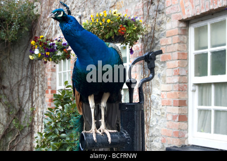 Schöne Pfau eingefangen in Malahide Castle Gardens, Irland Stockfoto