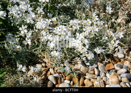 Snow-in-Summer oder Dusty Miller, filziges Hornkraut, Caryophyllaceae, South East Europe Stockfoto