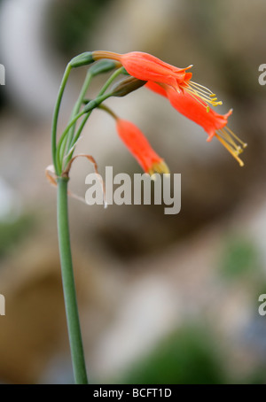 Stenomesson Miniatum, Amaryllisgewächse, Bolivien und Peru, Südamerika Stockfoto