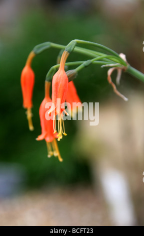 Stenomesson Miniatum, Amaryllisgewächse, Bolivien und Peru, Südamerika Stockfoto