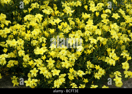 Baumflachs oder Schrubbbbeinfelsen, Linum arboreum, Linaceae. Südägais, Griechenland Stockfoto