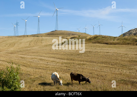 Zwei Kühe auf der Weide in der Nähe von Windkraftanlagen Alberona Italien Stockfoto