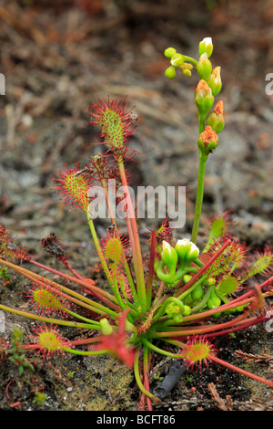 Drosera Rotundifolia, Sonnentau Pflanze. Hamlin, Surrey, England, UK. Stockfoto