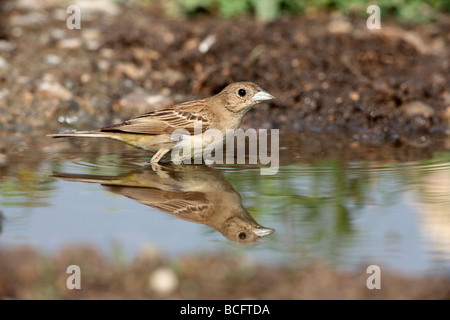 Schwarze Spitze Ammer Emberiza Melanocephala weibliche Bulgarien Juni 2009 Stockfoto