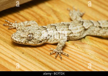 Gelbe Fan gefingert Gecko Ptyodactylus hasselquistii Stockfoto