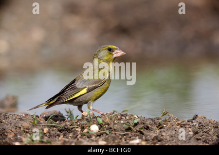 Grünfink Zuchtjahr Chloris Bulgarien Juni 2009 Stockfoto