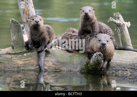 Stock Foto von einem Fluss Otter Familie beisammen sitzen auf einem Baumstamm, Yellowstone-Nationalpark, 2009. Stockfoto