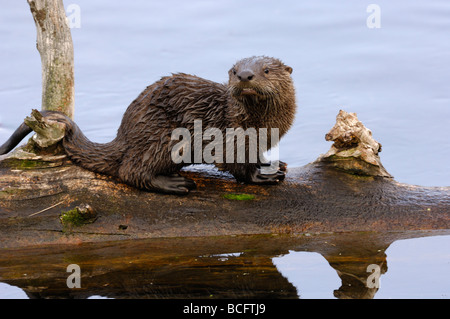 Stock Foto von einem Fluss Otter Welpen sitzen auf einem Baumstamm, Yellowstone-Nationalpark, 2009. Stockfoto