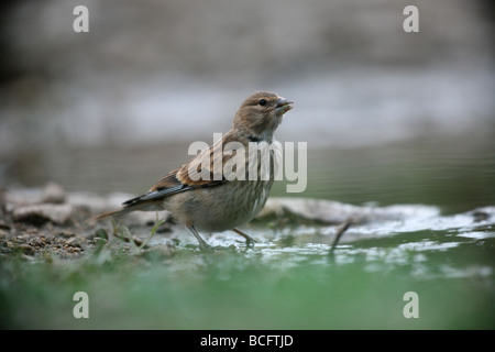 Hänfling Zuchtjahr Cannabina weibliche Bulgarien Juni 2009 Stockfoto