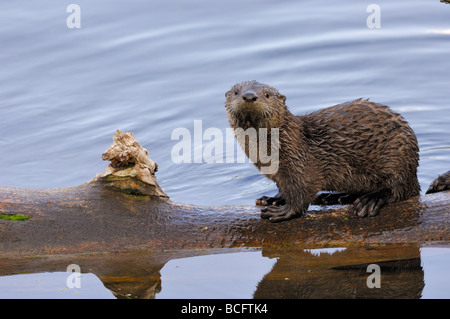 Stock Foto von einem Fluss Otter Welpen sitzen auf einem Baumstamm, Yellowstone-Nationalpark, 2009. Stockfoto