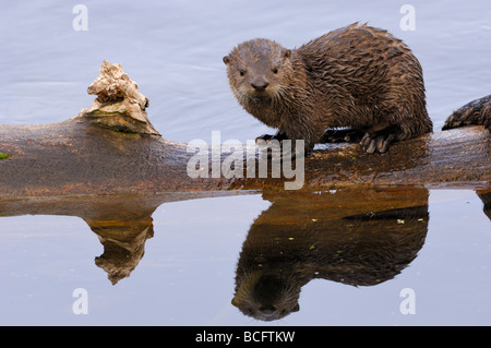 Stock Foto von einem Fluss Otter Welpen sitzen auf einem Baumstamm, Yellowstone-Nationalpark, 2009. Stockfoto