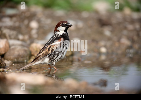 Spanische Spatz Passer Hispaniolensis männlichen Bulgarien Juni 2009 Stockfoto