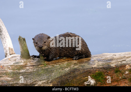 Stock Foto von einem Fluss Otter Welpen sitzen auf einem Baumstamm, Yellowstone-Nationalpark, 2009. Stockfoto