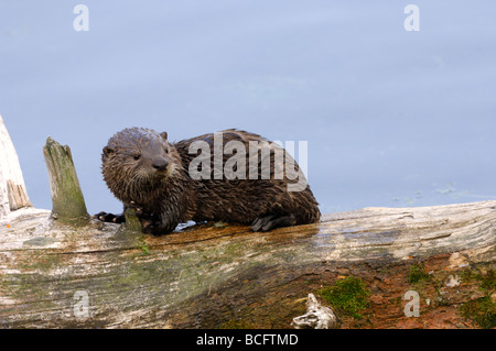 Stock Foto von einem Fluss Otter Welpen sitzen auf einem Baumstamm, Yellowstone-Nationalpark, 2009. Stockfoto