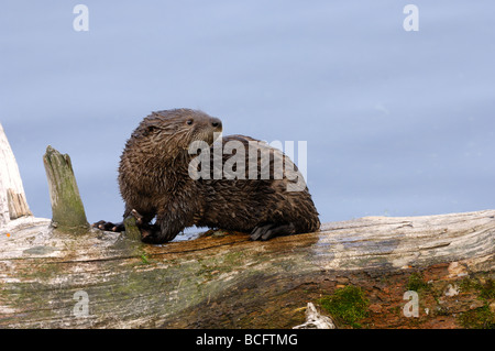 Stock Foto von einem Fluss Otter Welpen sitzen auf einem Baumstamm, Yellowstone-Nationalpark, 2009. Stockfoto