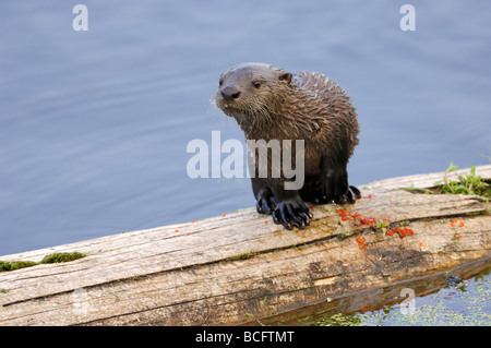 Stock Foto von einem Fluss Otter Welpen sitzen auf einem Baumstamm, Yellowstone-Nationalpark, 2009. Stockfoto