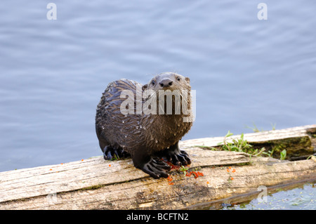 Stock Foto von einem Fluss Otter Welpen sitzen auf einem Baumstamm, Yellowstone-Nationalpark, 2009. Stockfoto