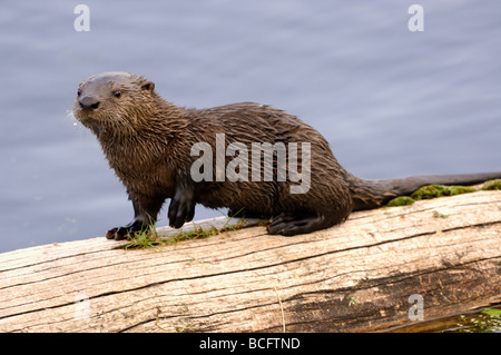 Stock Foto von einem Fluss Otter Welpen sitzen auf einem Baumstamm, Yellowstone-Nationalpark, 2009. Stockfoto