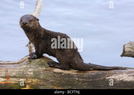 Stock Foto von einem Fluss Otter Welpen sitzen auf einem Baumstamm, Yellowstone-Nationalpark, 2009. Stockfoto