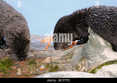 Stock Foto von zwei Fischotter Welpen Verzehr von Eiern aus einem laichenden Forelle, Yellowstone-Nationalpark, 2009. Stockfoto