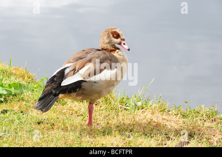 Ägyptische Gans Alopochen Aegyptiacus stehen auf einem Bein am Ufer des Flusses Themse England UK Stockfoto