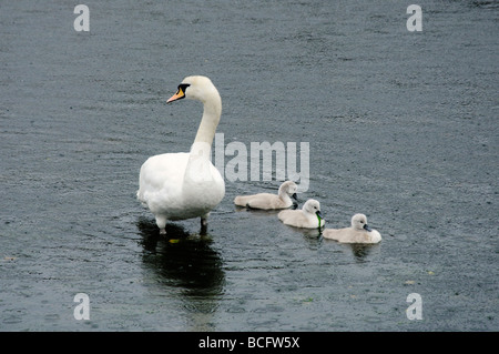 Ein Schwan und drei Signets Schwimmen im Regen am Fluss Rheidol in Aberystwyth Stockfoto