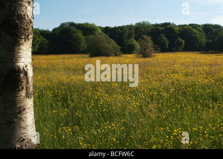 Ein Feld von Butterblumen in voller Blüte Stockfoto