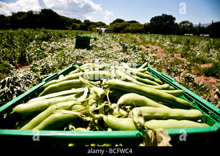 Broadbean Kommissionierung in den Bereichen von Hampshire die Bohnen sind in Kisten gelegt und dann getroffen, um Anhänger zu Wighed und sortiert Stockfoto