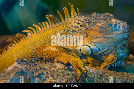 Hautnah auf einem schlafenden Leguan Stockfoto