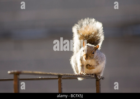 Eichhörnchen Stockfoto
